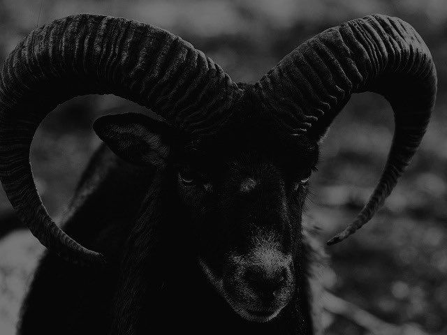 black and white photograph of a ram with large horns