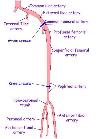 an image of the anatomy of the human body with labels on each side and labeled in blue