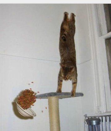 a cat standing on top of a scratching post with food in it's mouth