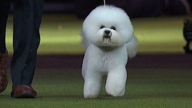 a small white dog standing on top of a lush green field next to a person