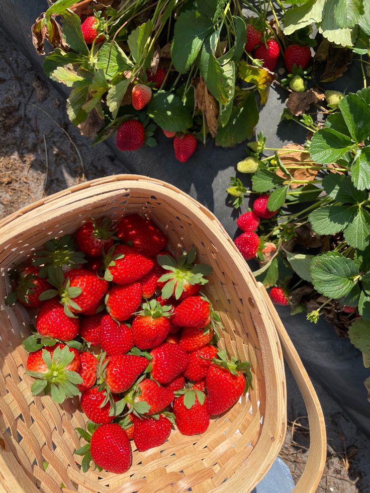 strawberries in a basket on the ground