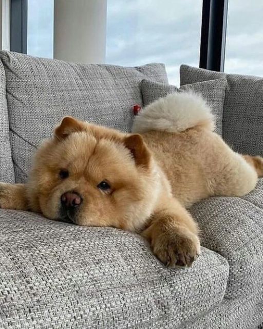 a brown dog laying on top of a gray couch