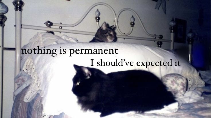 Feral Poetry, Animal Poetry, Cat Poetry, Canine Poetry, Canine Poetry Aesthetic, Cat Poetry Quotes, Poems About Cats, Dog Poetry, Nothing Is Permanent