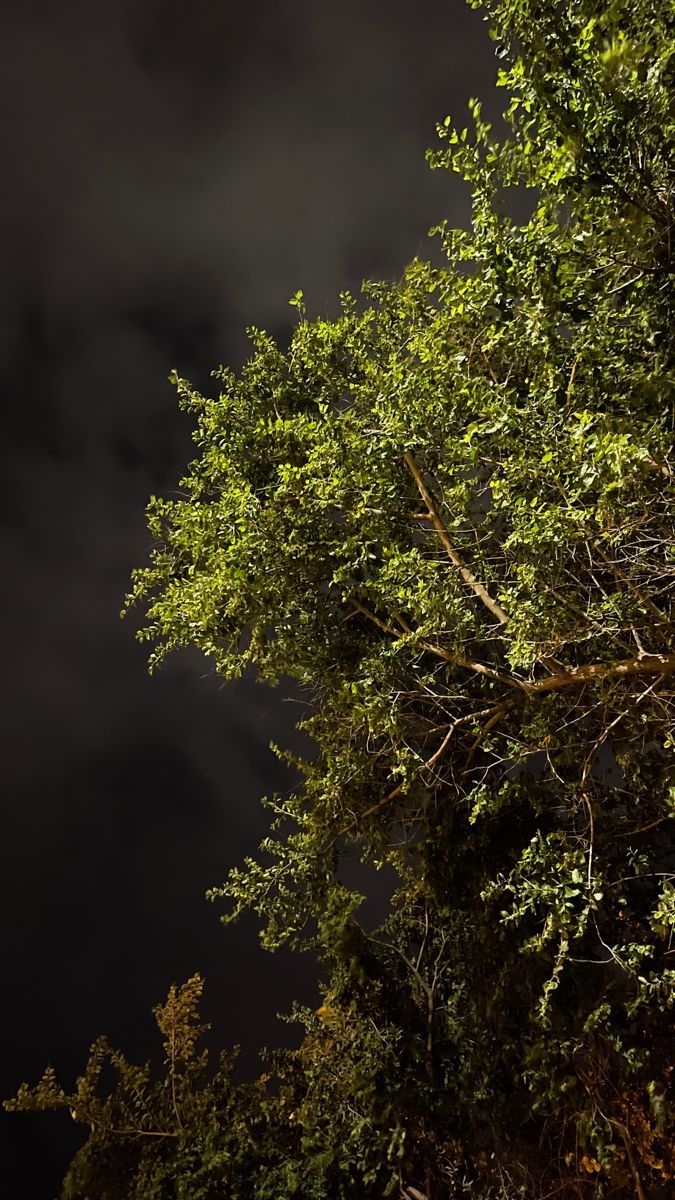 the tree is very tall and full of green leaves at night with clouds in the background