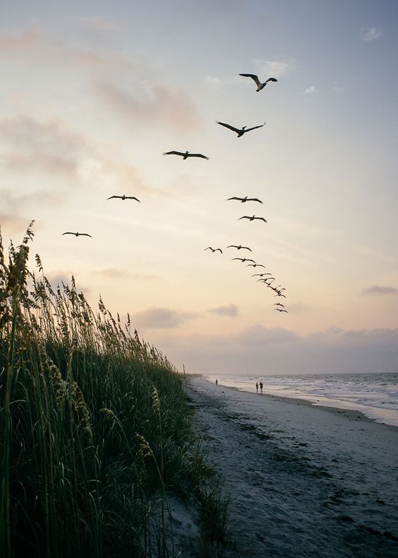 a flock of birds flying over the ocean next to tall grass and beach grasses at sunset