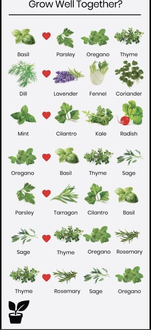 what herbs grow well together? info sheet for the plant identification chart, with images of different plants and their names