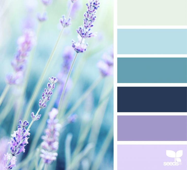 the color scheme is lavender and blue