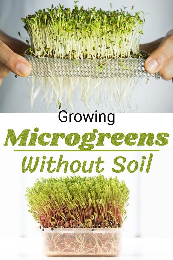 growing microgreens without soil is an easy and fun way to grow your own plants