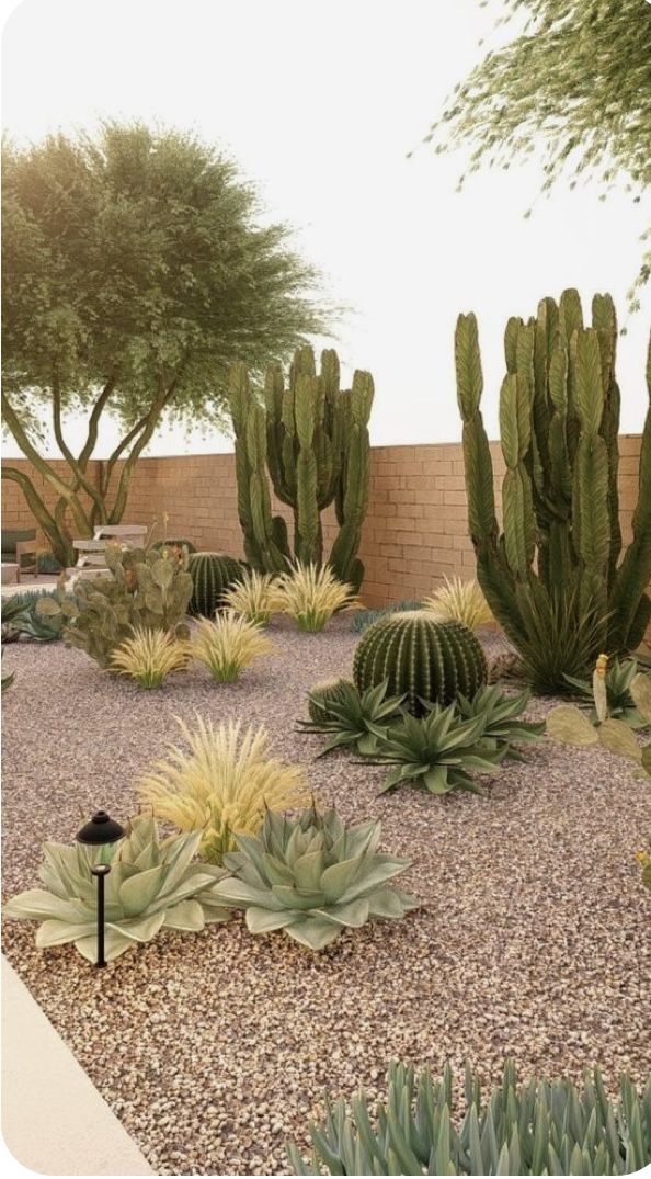 a desert garden with cactus and cacti