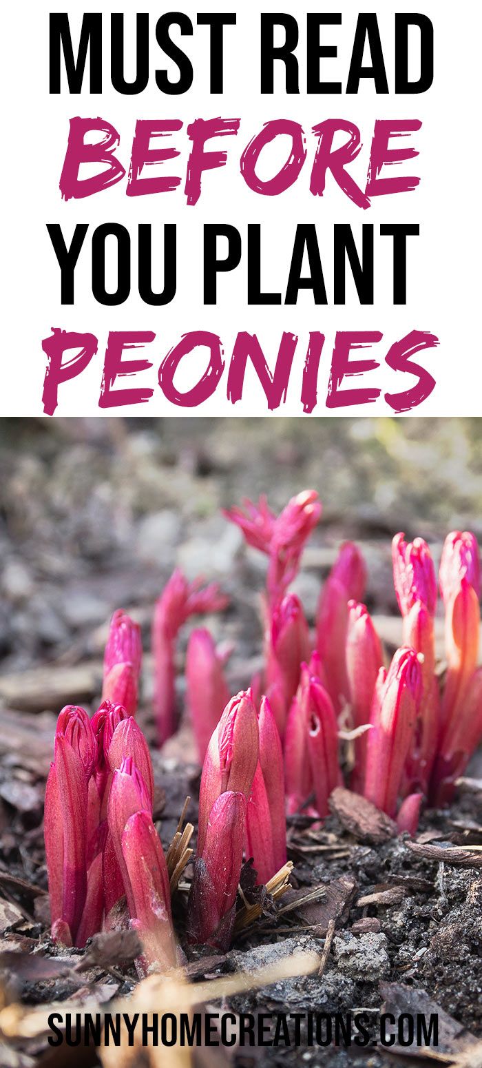 pink flowers with text overlay that says, must read before you plant peonies