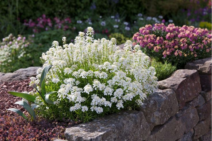 white flowers are growing in the middle of a rock garden bed with pink and purple flowers