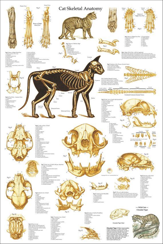 an animal skeleton chart with all the different types of animals and their skeletal bones in it