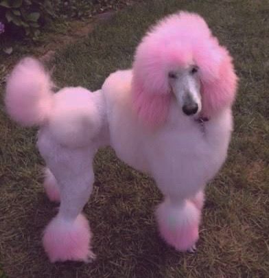 a white poodle with pink fur standing in the grass