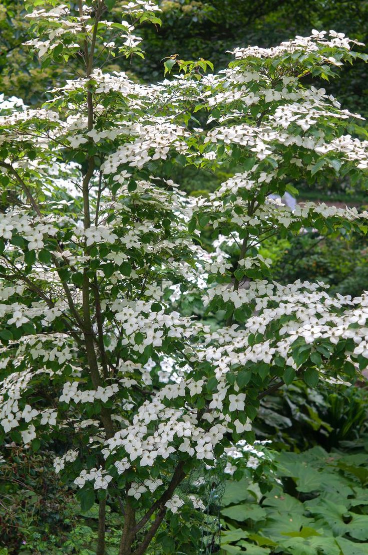 white flowers are blooming in the woods