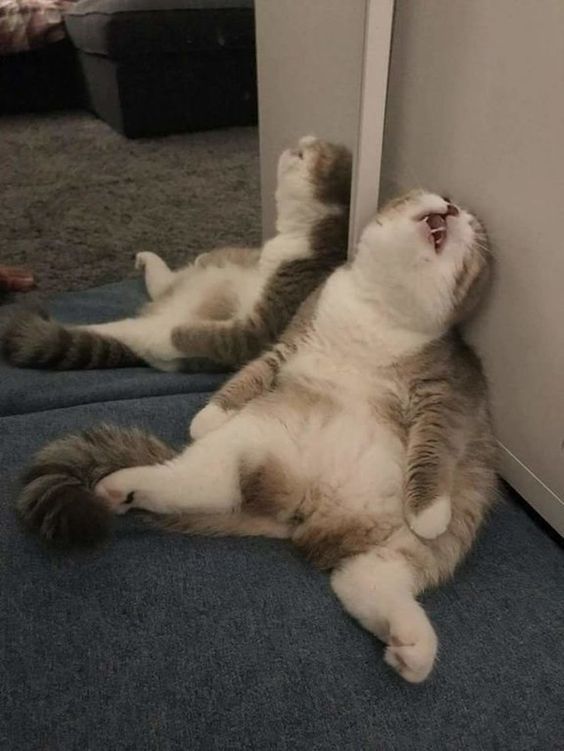 a cat laying on its back in front of a door and looking up at it