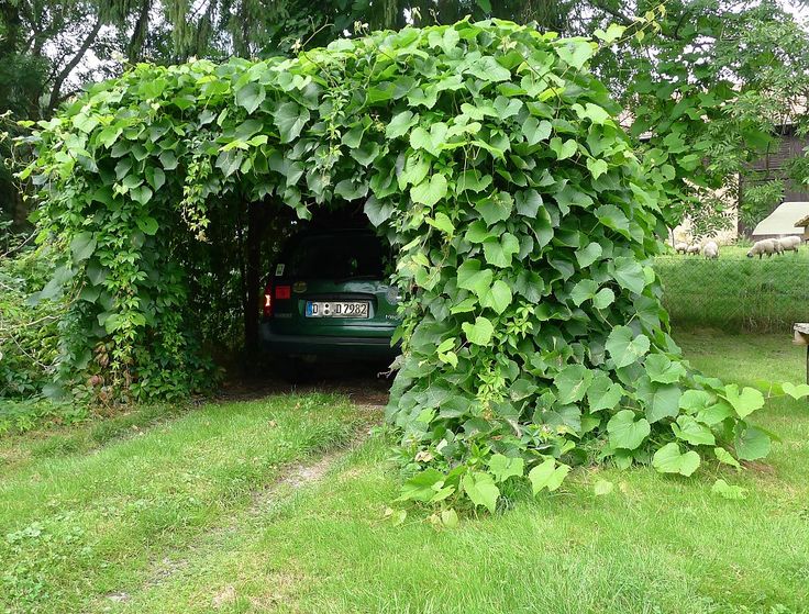 a car is parked in the middle of a tunnel covered with green plants and leaves