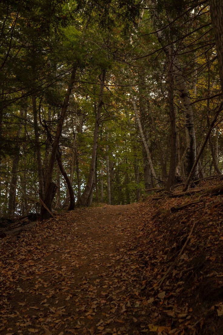 a dirt path in the woods with lots of leaves on the ground and trees around it