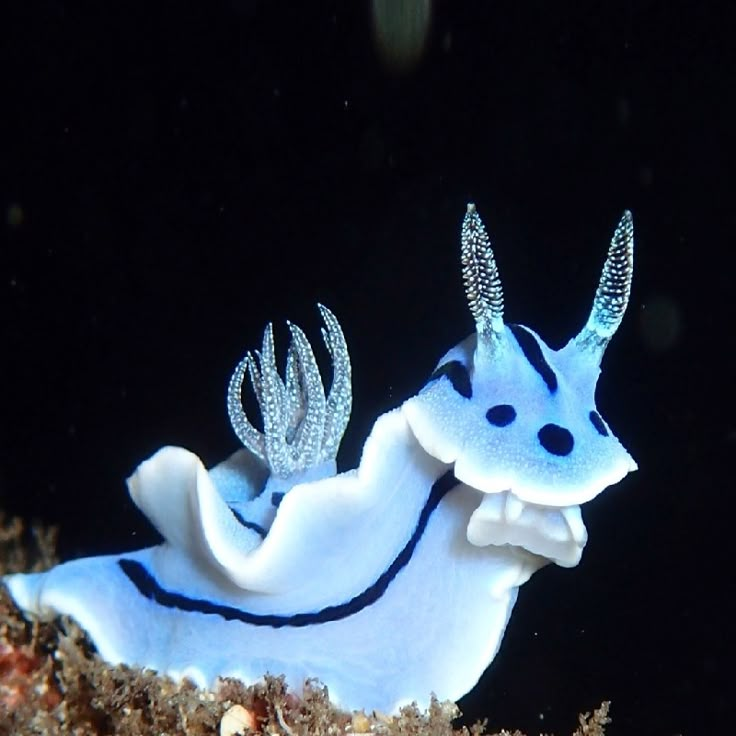 a blue and white sea slug is swimming in the dark water with it's tail curled up