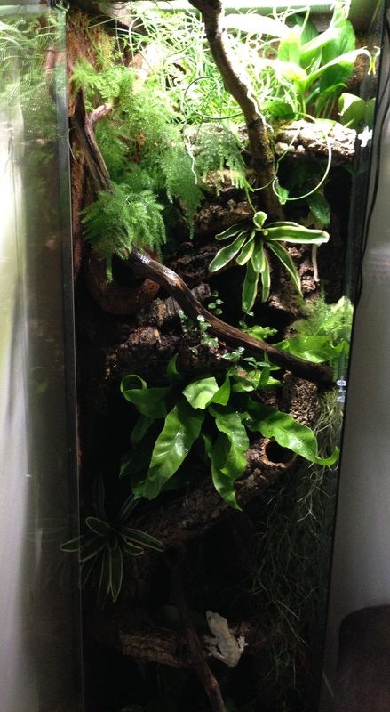 an aquarium filled with plants and rocks