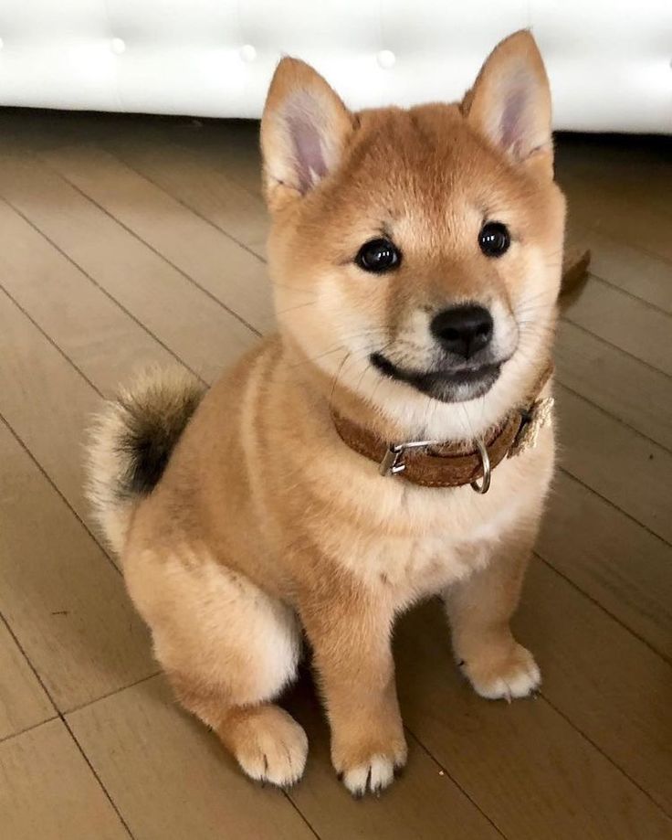 a small brown dog sitting on top of a hard wood floor