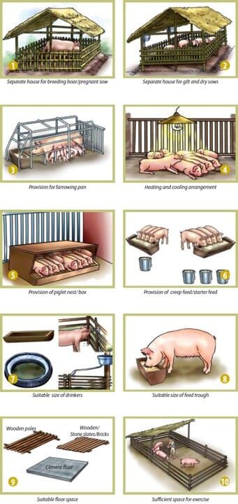 the diagram shows how pigs are in their pen