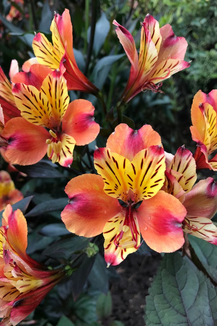 orange and yellow flowers with green leaves in the background