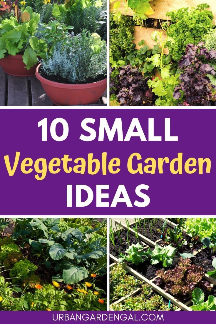 small vegetable garden ideas that are easy to grow and great for beginner gardeners