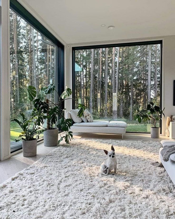 a small dog sitting on the floor in front of a large window with lots of windows