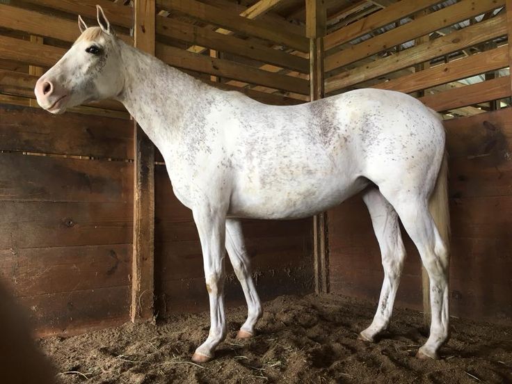 a white horse standing in the middle of a barn with hay on the floor and walls