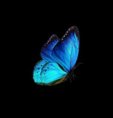 a blue butterfly flying in the dark