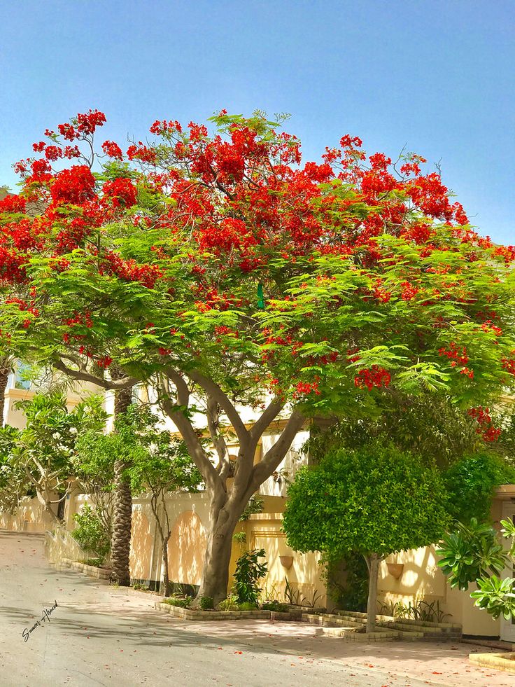 a tree with red flowers in front of a house