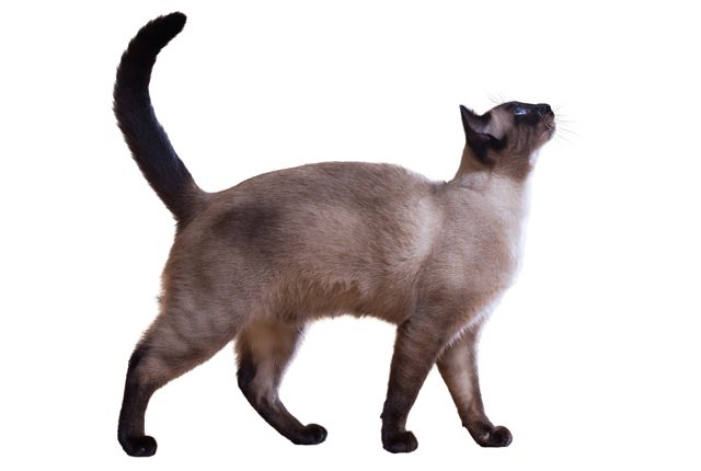 a siamese cat walking on a white background