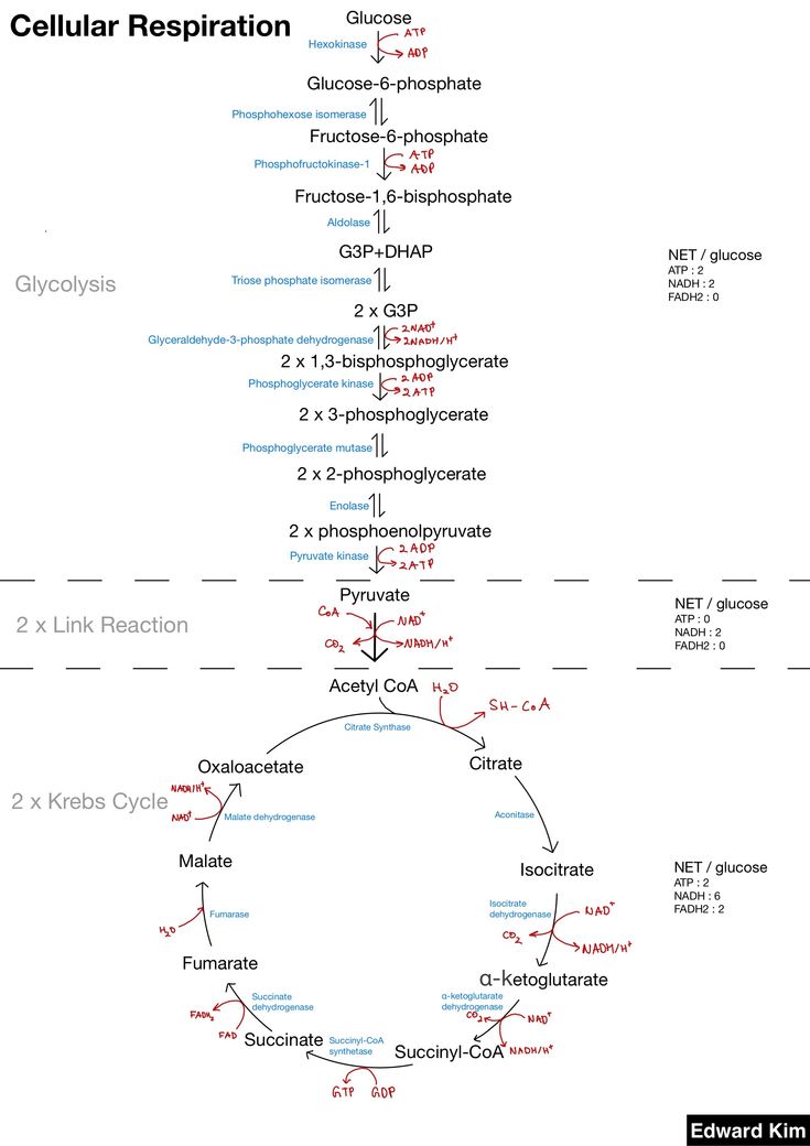 a diagram showing the cellular respiation process