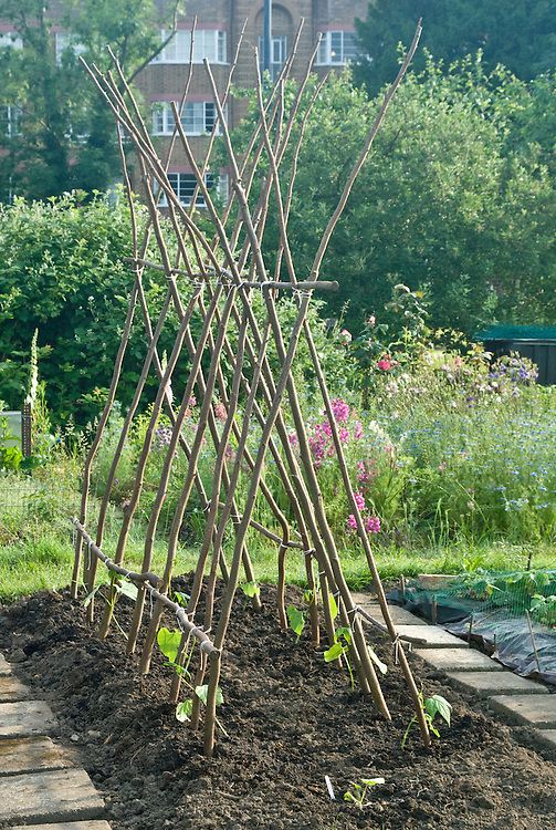 a garden with many plants growing in it