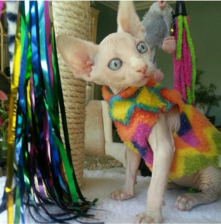 a hairless cat wearing a colorful sweater