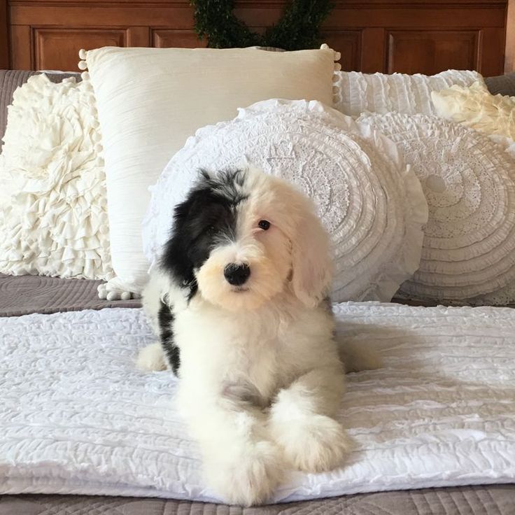 a black and white dog sitting on top of a bed