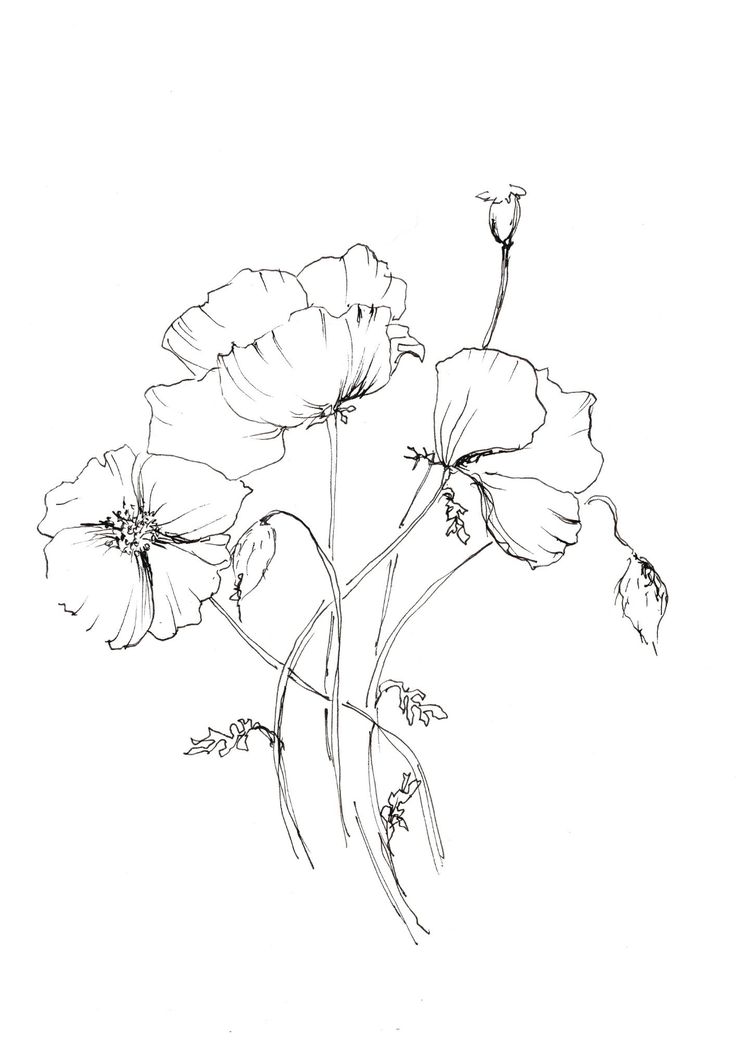 three flowers that are in the middle of a line art drawing style, on a white background