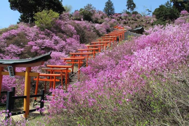 a row of orange and red chairs sitting on top of a hillside covered in purple flowers