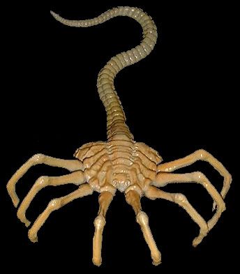 a scorpion is shown in the dark with its legs spread out and it's head turned