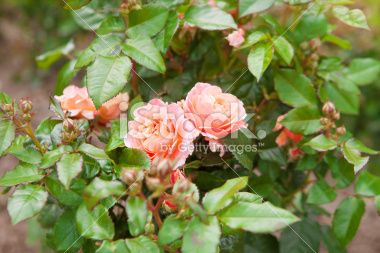 pink flowers blooming in the garden with green leaves and brown dirt ground behind them