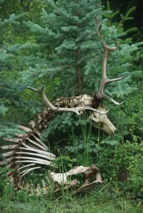 an animal skeleton sitting in the grass next to some trees and bushes with antlers sticking out of it's back