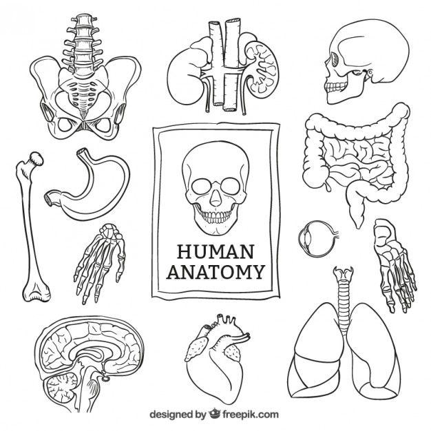 the human anatomy is drawn in black and white, with different types of items on it