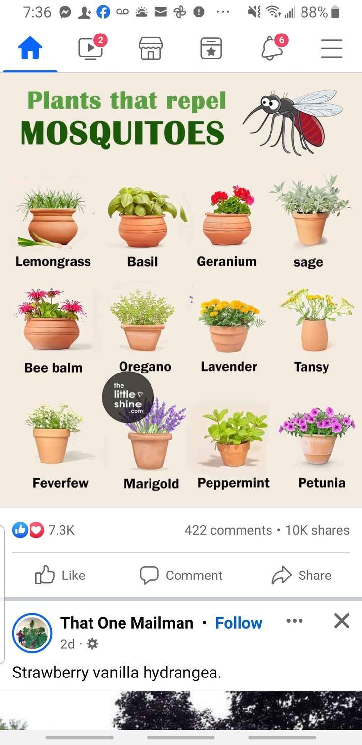 an image of plants that repel mosquitoes on facebook, with the caption below