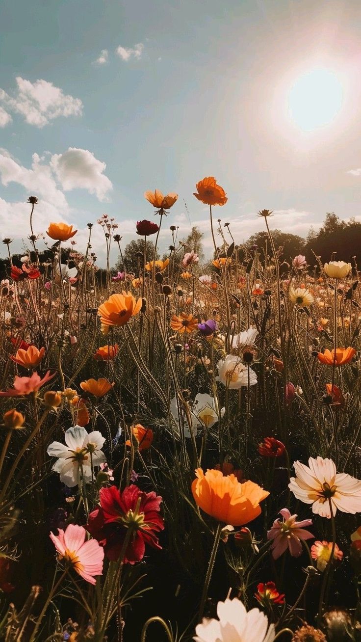 the sun shines brightly over a field of wildflowers