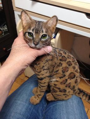 a cat sitting on the lap of someone's hand next to a computer desk