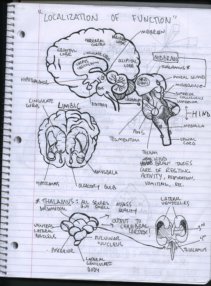 a hand drawn diagram of the location of functions in an animal's body and its surroundings