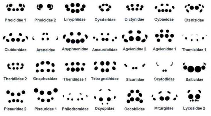 spider eye patterns are shown in black and white, with the words spider eye patterns below them