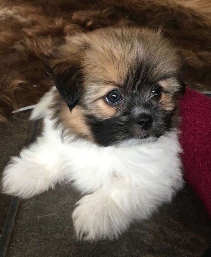 a small brown and white dog laying on top of a floor next to a red blanket