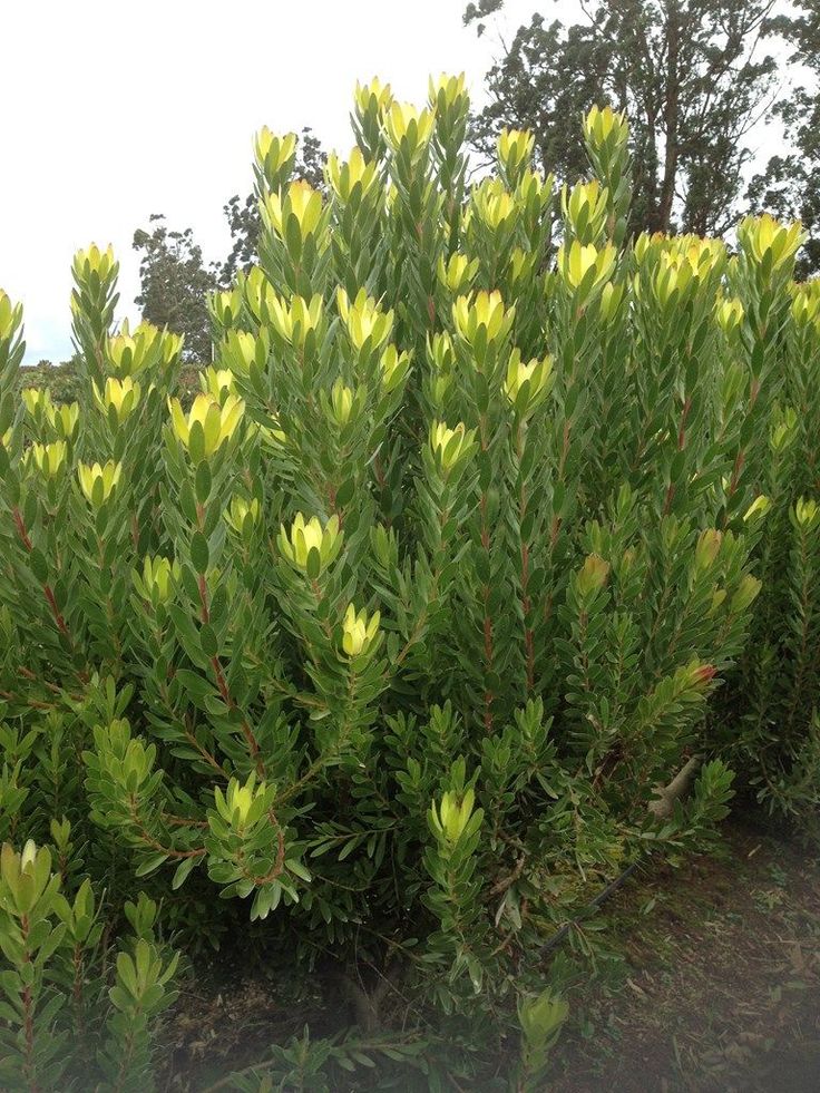 some very pretty green bushes by the side of the road with trees in the background