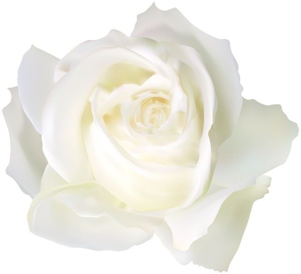 a white rose is shown on a white background for use as a postcard or wall hanging